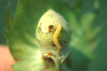Bollworm Management in Bt Cotton: Early July Update