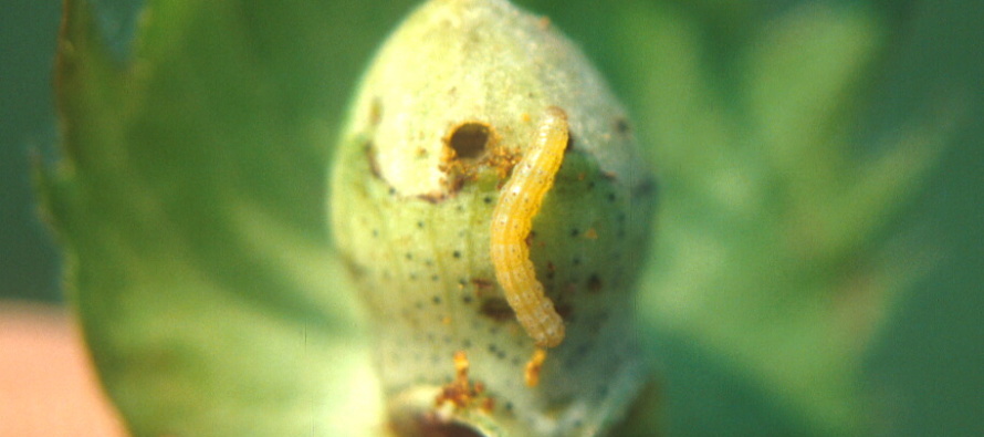Bollworm Management in Bt Cotton: Early July Update