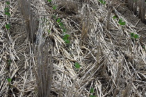 Soybeans behind Row Rice