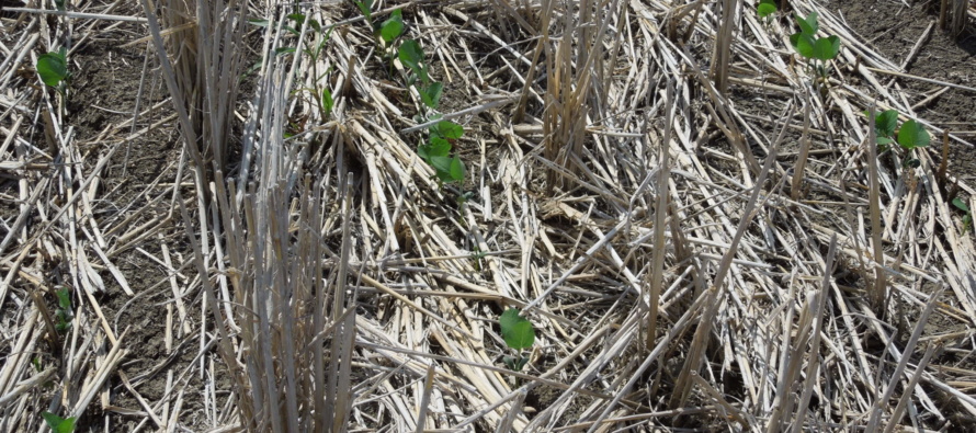 Soybeans behind Row Rice