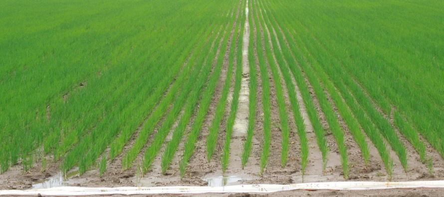 2018 Row Rice Trials Update