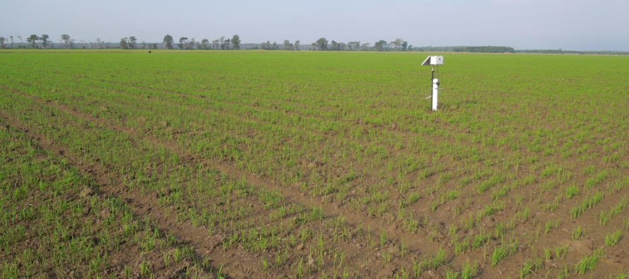 To-do List for Early-season Soil Fertility (Podcast)