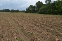 Guava Root-knot Nematode in Sweet Potato (Podcast)