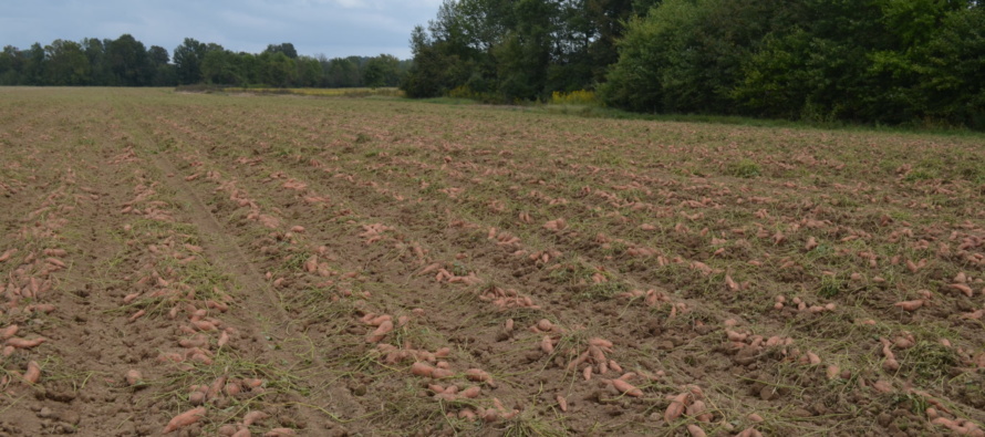 Guava Root-knot Nematode in Sweet Potato (Podcast)