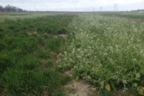 Cover Crop Field Day: Planting Tips, Experiences & Challenges