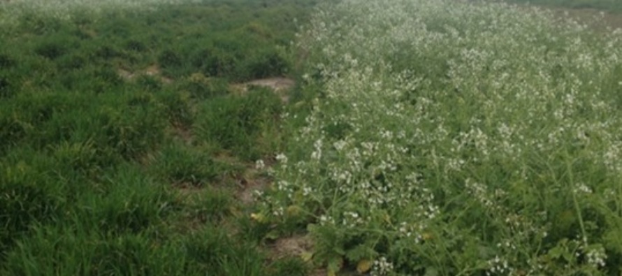 Cover Crop Field Day: Planting Tips, Experiences & Challenges