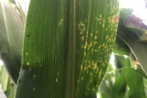 Corn Disease Update: June 26, 2018