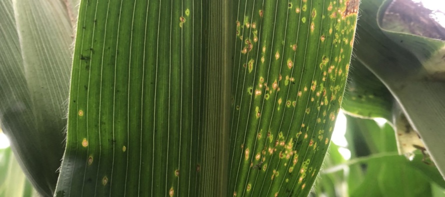 Corn Disease Update: June 26, 2018