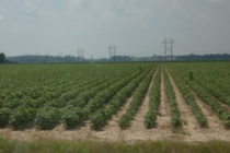 Plant Growth Regulator Use in Cotton
