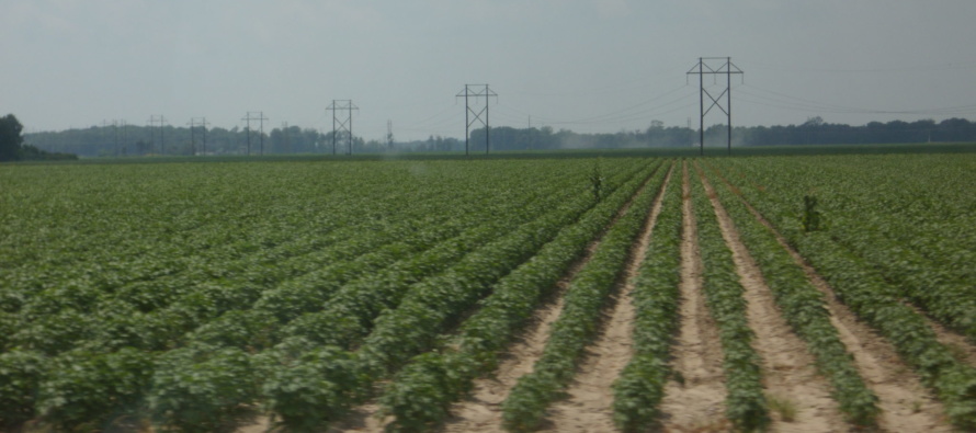 Plant Growth Regulator Use in Cotton