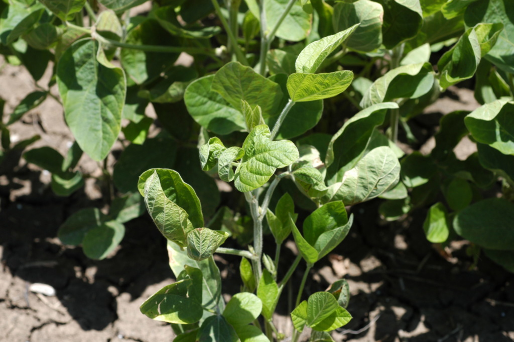 Potato Leafhoppers in Soybean Mississippi Crop Situation