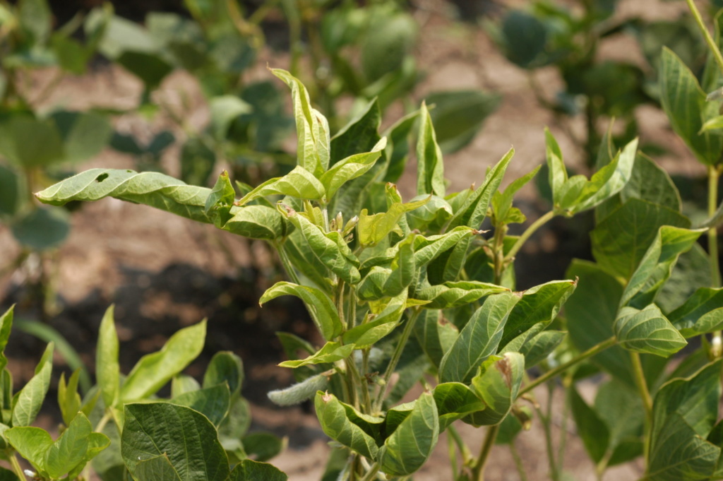 Potato Leafhoppers in Soybean Mississippi Crop Situation