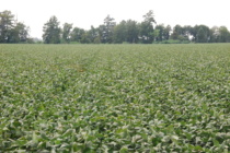 Considering an R3/R4 Automatic Fungicide Application in Soybean?