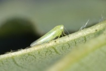 Potato Leafhoppers in Soybean