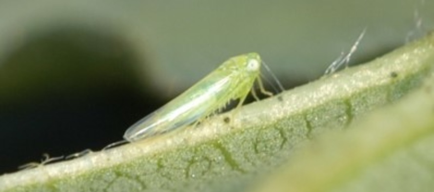 Potato Leafhoppers in Soybean