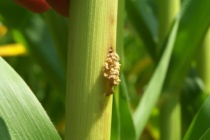 Southwestern Corn Borer Traps: June 29, 2018