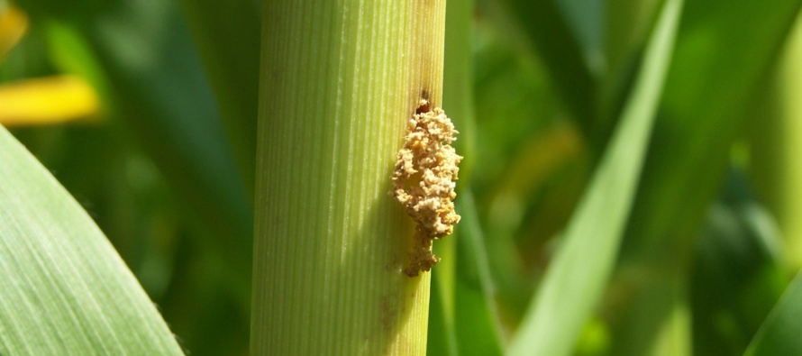 Southwestern Corn Borer Traps, June 27, 2020