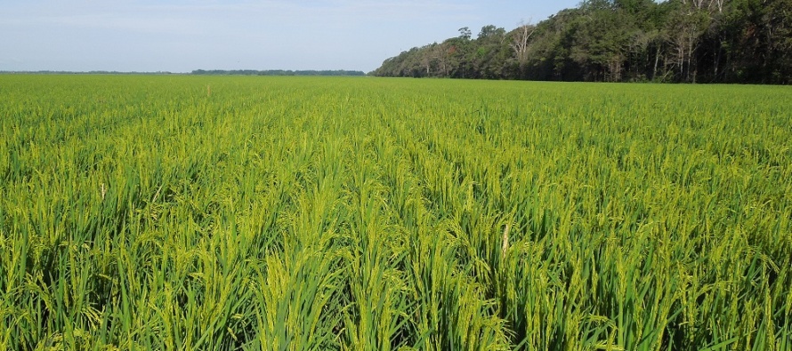 2019 Delta Area Rice Meeting this Thursday