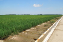 Furrow Irrigation Rice Yield Variations