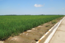 Delta Area Rice Meeting November 21st.