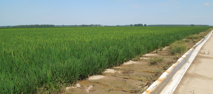 Furrow Irrigation Rice Yield Variations
