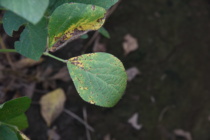 Soybean Disease Update July 20, 2018