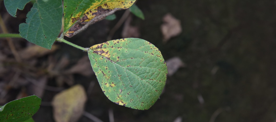 Soybean Disease Update July 20, 2018