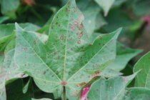 Field Identification of Foliar Cotton Diseases Can Oftentimes be Based on Canopy Location