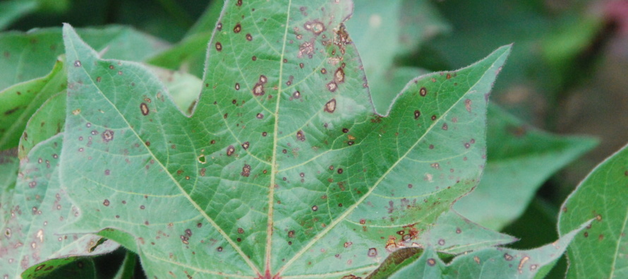 Field Identification of Foliar Cotton Diseases Can Oftentimes be Based on Canopy Location