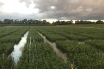 2018 Rice Field Day – August 2, 2018