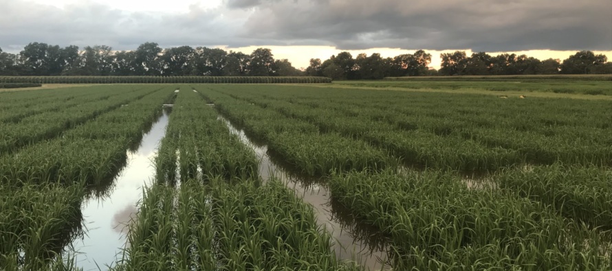 2018 Rice Field Day – August 2, 2018