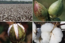 Seed Cotton Base Acre Allocation and Election Producer Workshops