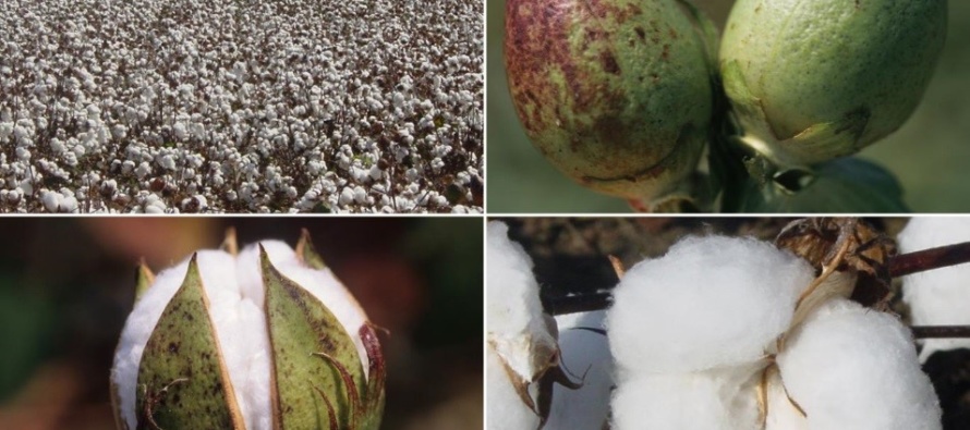 Seed Cotton Base Acre Allocation and Election Producer Workshops