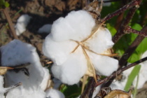 Last Effective Bloom Date in Cotton