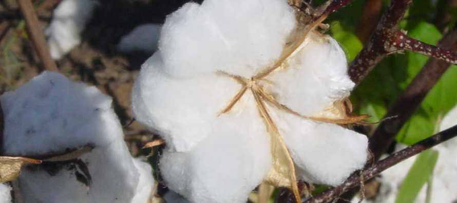 Last Effective Bloom Date in Cotton