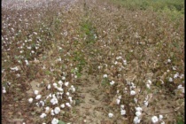 Cotton Defoliation Training Sessions