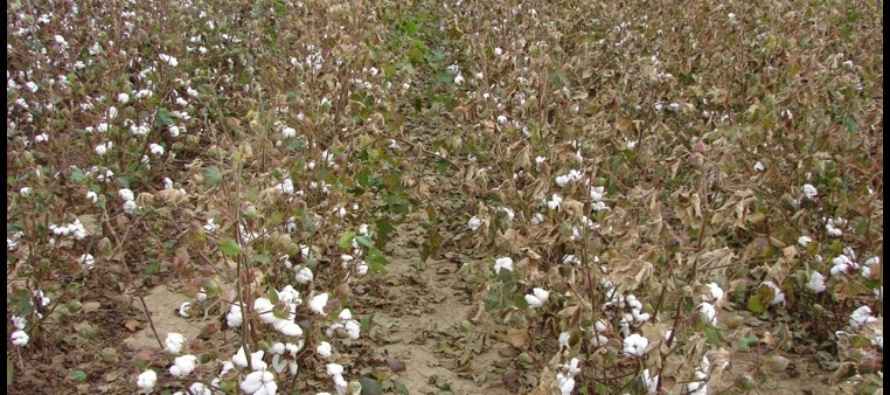 Cotton Defoliation Training Sessions