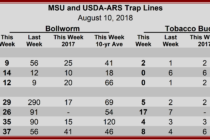 Heliothine Trap Catches, August 10, 2018