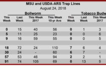 Heliothine Trap Counts, August 24, 2018