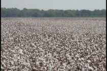 Cotton Management After Cutout- Podcast