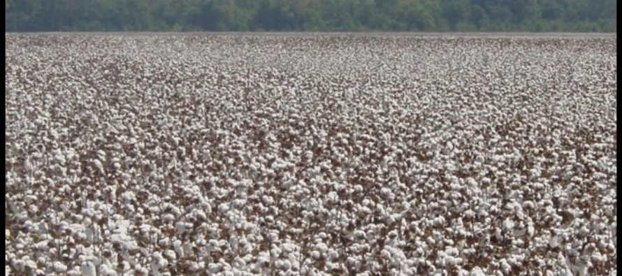 All Things Cotton Defoliation (Podcast)