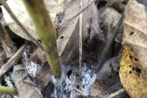 Sudden Death Syndrome Look Alike Part II: Southern Blight of Soybean