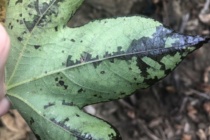 A Rapid, Molecular Detection Method for the Cotton Bacterial Blight Organism, Xanthomonas citri pv. malvacearum, from Infected Cotton Plant Material Including Seed