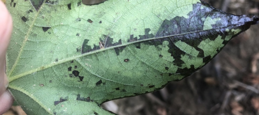 A Rapid, Molecular Detection Method for the Cotton Bacterial Blight Organism, Xanthomonas citri pv. malvacearum, from Infected Cotton Plant Material Including Seed