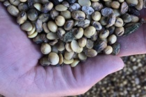 Response of Soybean Varieties to Advanced Weathering