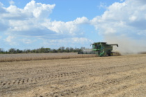 What to do after the corn is out- Post-Harvest Weed Control Thoughts (Podcast)