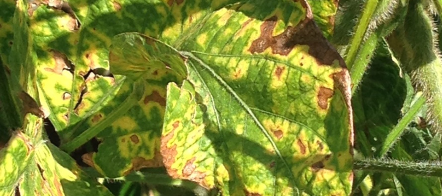 2018 Soybean Stem Canker Inoculated Variety Trial Evaluations