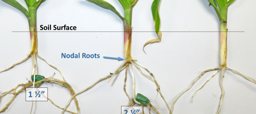 Overcoming Challenges to Plant the 2019 Corn Crop