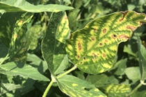 2018 Soybean Official Variety Trial Phytotoxicity Evaluations