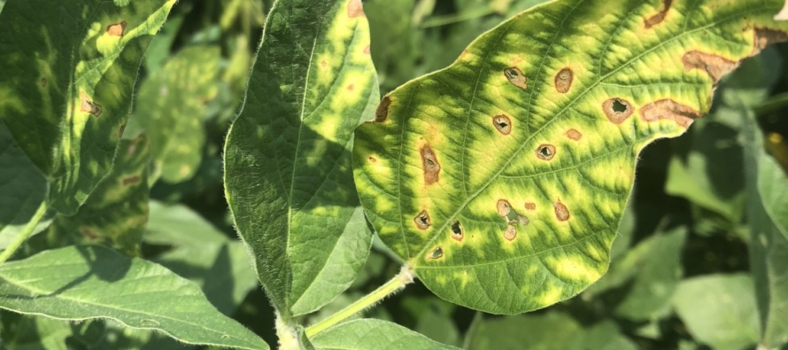 2018 Soybean Official Variety Trial Phytotoxicity Evaluations